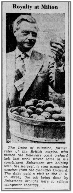 Duke of Windsor with bushel of peaches at the Chandler Orchard in Milton