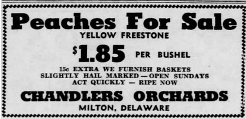 Peaches for sale at Chandler Orchard - advertisement in Wilmington Morning News, July 27, 1946