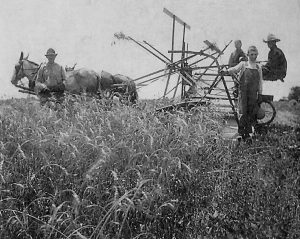 Cutting wheat on Otis Clifton farm, ca. 1920