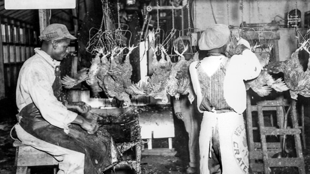 Just before defeathering (Hobby Isaacs collection, used by permission)