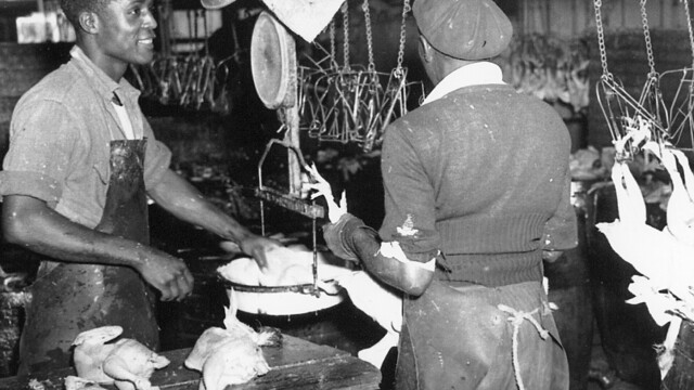 Weighing chickens at Eagle Poultry (Hobby Isaacs collection, used by permission)